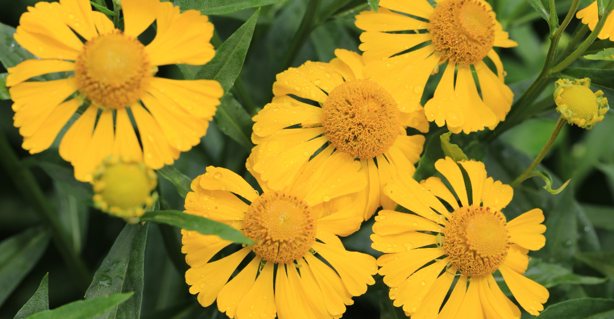 Autumn sneezeweed
