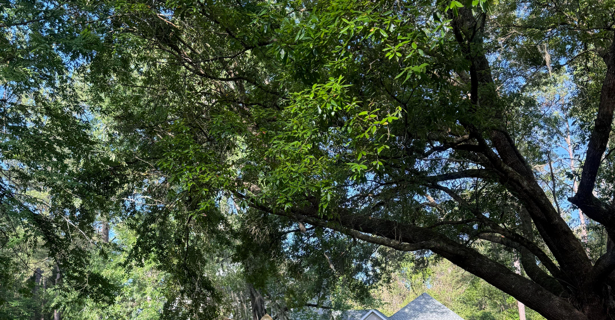 southern live oak