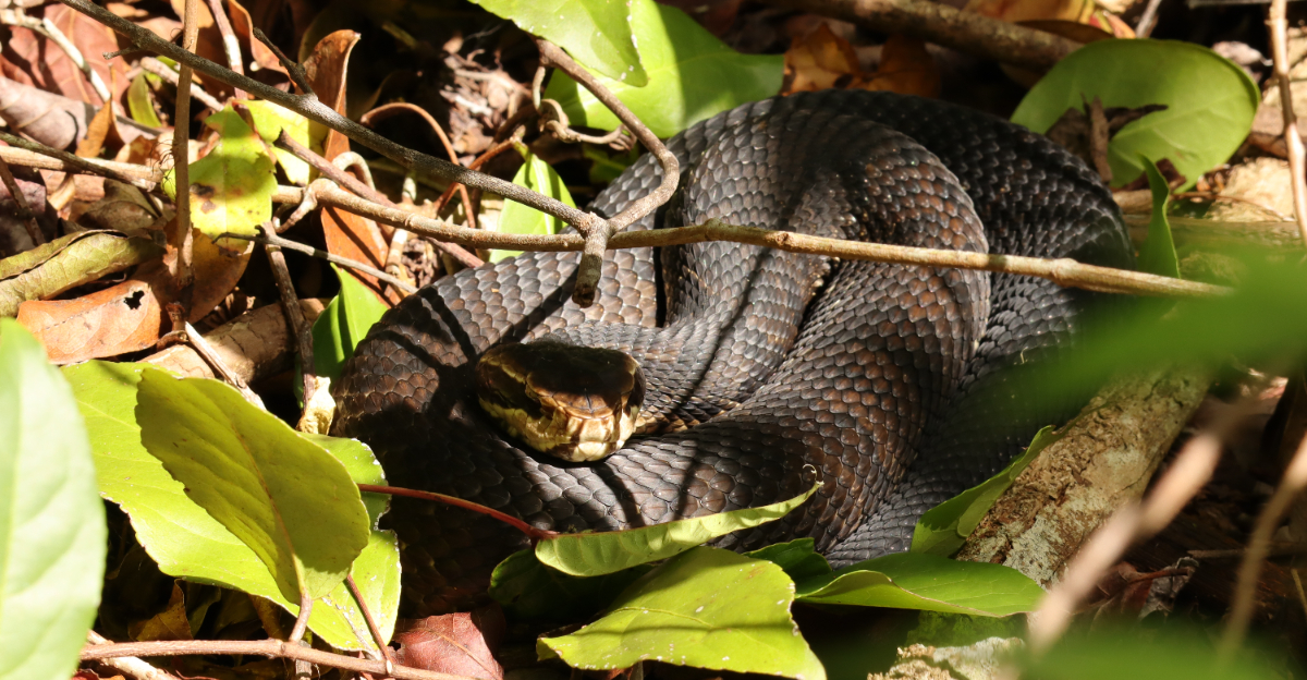 Cottonmouth