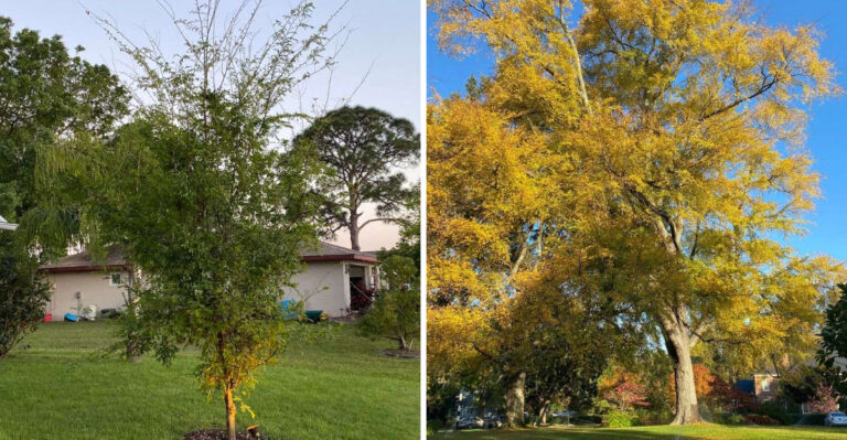 winged elm