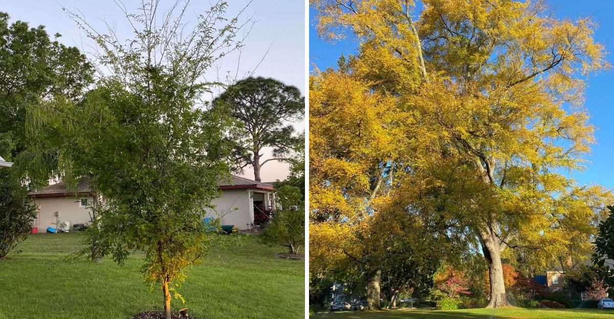 winged elm