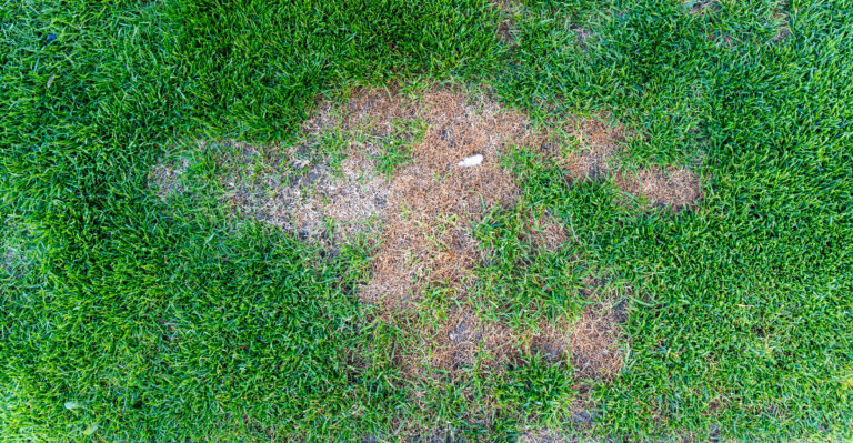 These Are the Best Ways To Repair Brown Patches In Your Kansas Lawn After Summer Heat