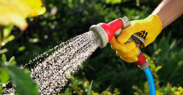 Morning Vs. Evening Watering: Which Is Better For Disease Prevention In North Carolina Gardens?