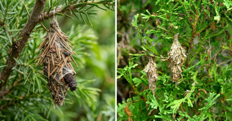 Why Bagworms Are Easy To Miss On Michigan Evergreens Until The Damage Turns Brown