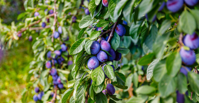 How To Grow A Plum Tree That Produces Delicious Fruit Every Season In Utah