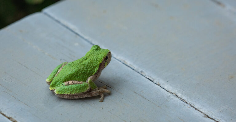What Frogs On Your Missouri Porch During A Storm Are Really Telling You