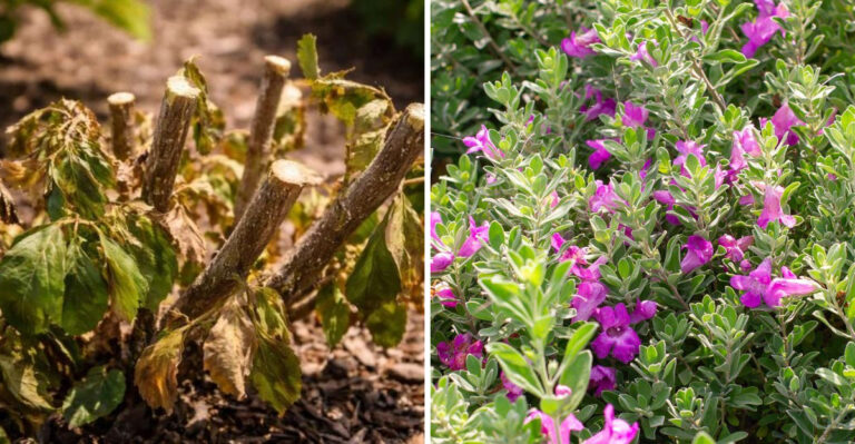 Why Pruning Texas Shrubs During A Heat Warning Causes Permanent Damage
