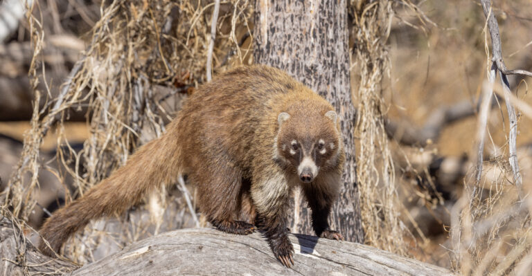 Coatimundis (featured image)