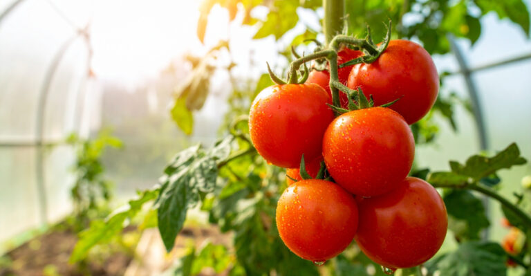 8 Reasons Your Homegrown Oklahoma Tomatoes Have Tough Skins