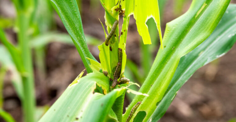 Are Resistant Armyworms Chewing Through Your Georgia Garden Right Now?