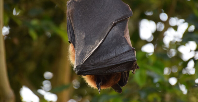 bat (featured image)