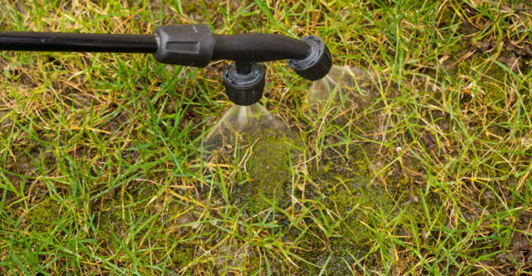 Preventing Crabgrass In Connecticut Lawns Starts With Late August Treatment