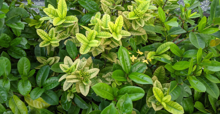 The Iron-Rich Trick Texas Gardeners Use For Yellowing Summer Leaves