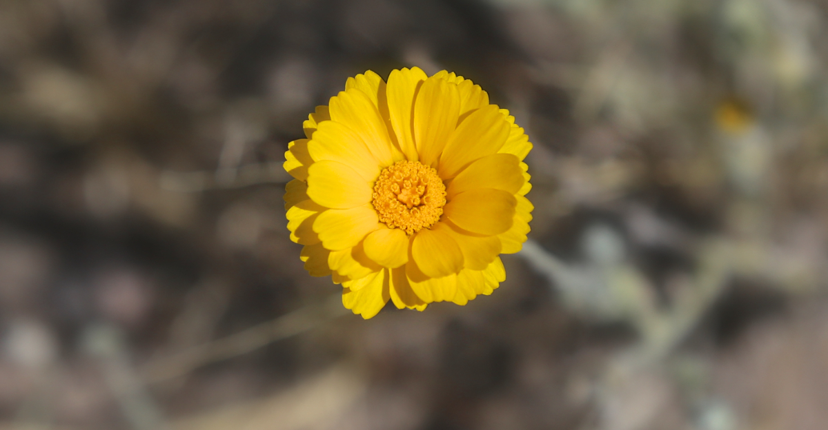 Desert Marigold (featured image)