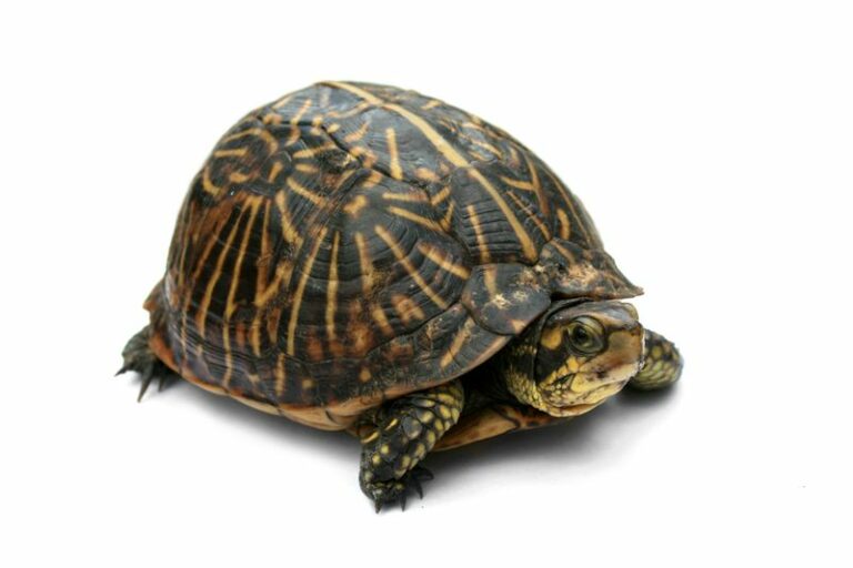 Why North Carolina Gardeners Never Move A Box Turtle They Find, And What It Costs The Turtle When They Do
