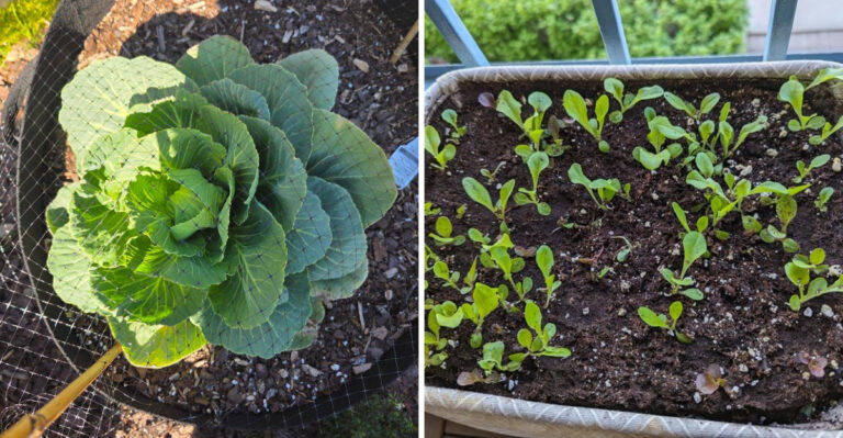 The Fall Vegetables California Gardeners Should Start Now, Not Later
