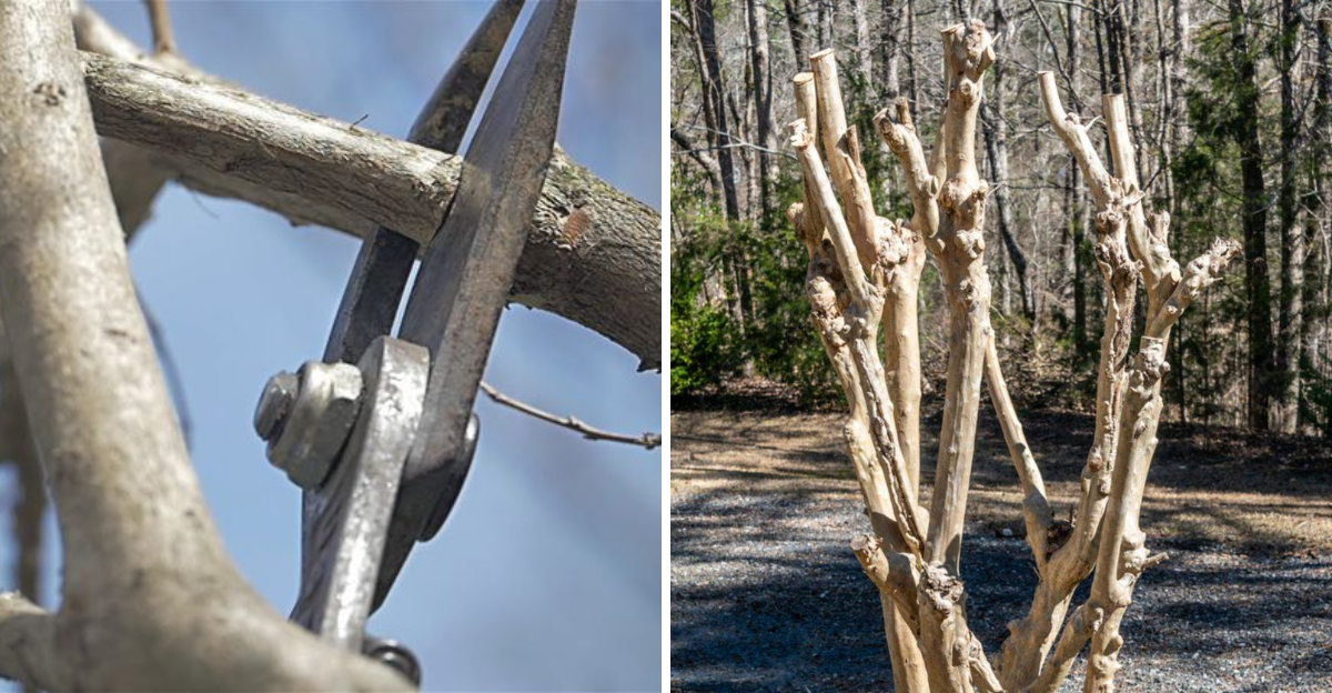 pruning crape myrtle