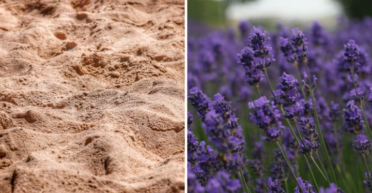 This Region Explains Why Some Virginia Lavender Farms Thrive While Others Fail