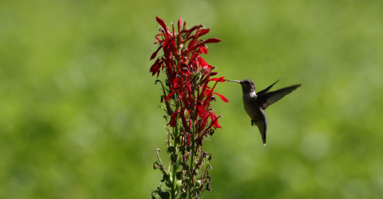 cardinal flower (featured image)