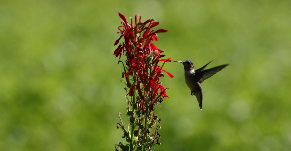 cardinal flower (featured image)