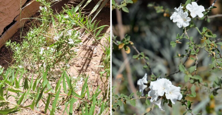 This Desert Shrub Can Add Privacy Without Overwhelming A Small Arizona Yard