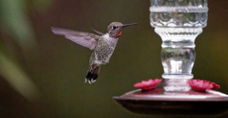 The Backyard Feeder Mistake That Can Hurt California Hummingbirds In August