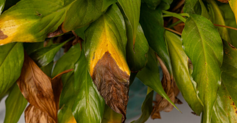 Never Repot Your California Houseplants While They Are Heat Stressed