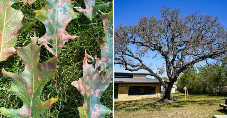The Meaning Behind Dropping Leaves On Your Texas Oak Trees This Summer