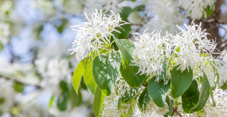 White Fringe Tree