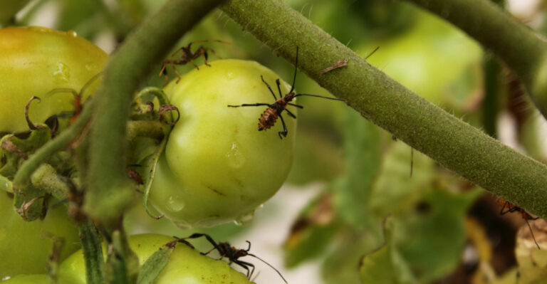leaffooted bugs on tomato