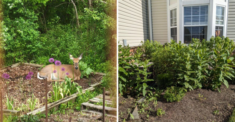 The Michigan Bed-Edge Mistake That Gives Deer An Easy Path Straight To Your Favorite Plants