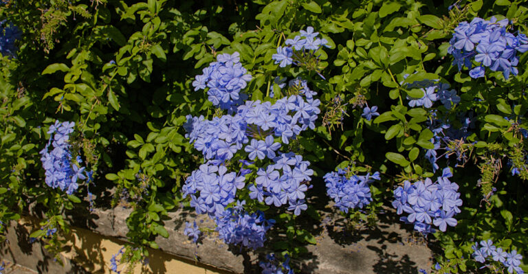 Plumbago (featured image)