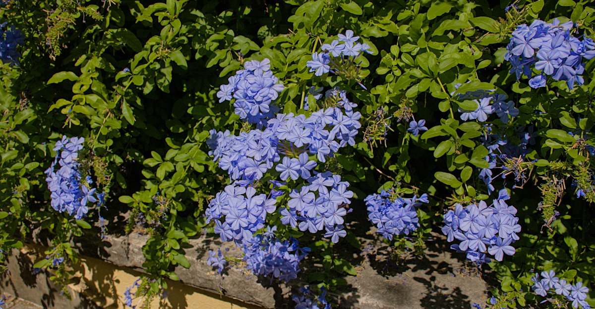 Plumbago (featured image)