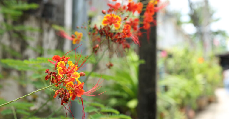 Red Bird Of Paradise (featured image)