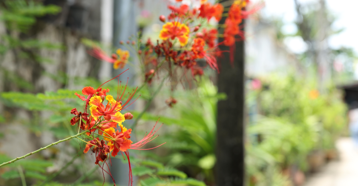 Red Bird Of Paradise (featured image)