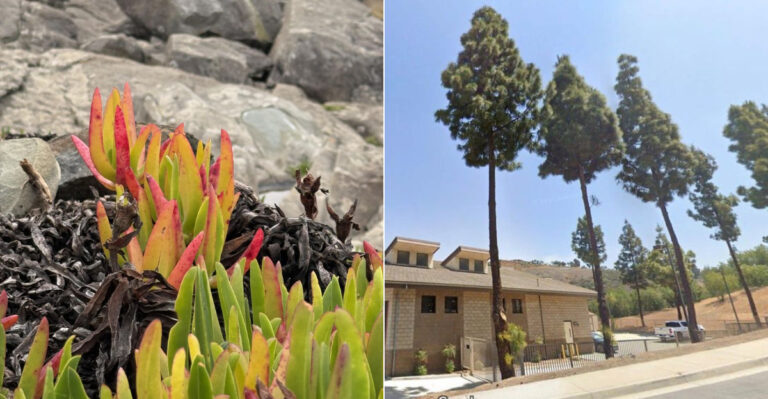 Why Some California Cities Ban Plants Their Neighboring Cities Still Allow
