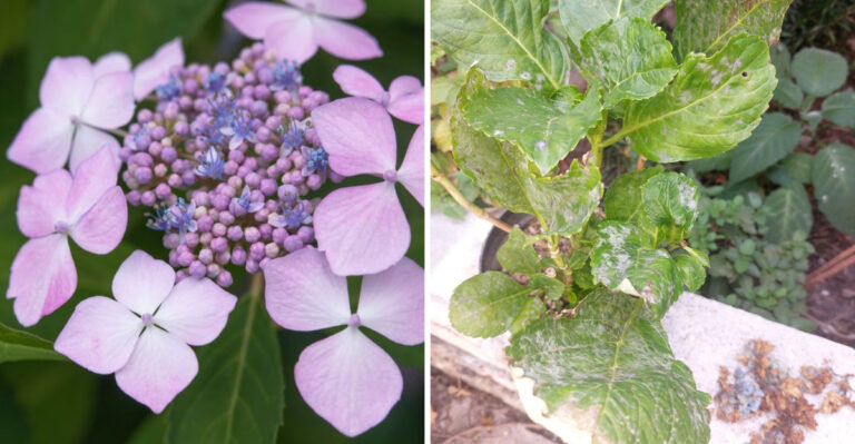 The First Signs Of Powdery Mildew On Georgia Hydrangeas And Mistakes To Avoid