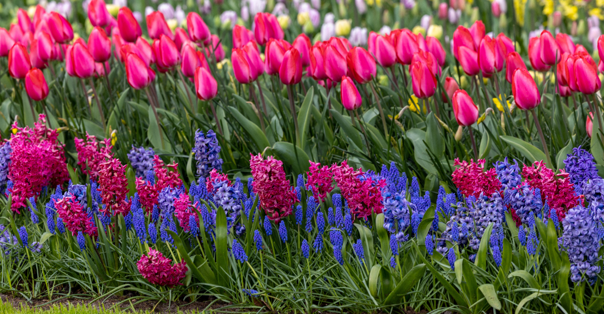 spring flowers