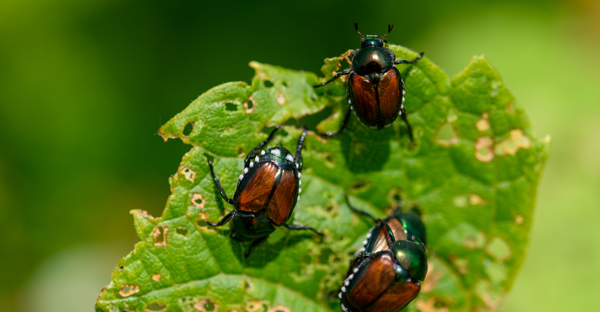 japanese beetles