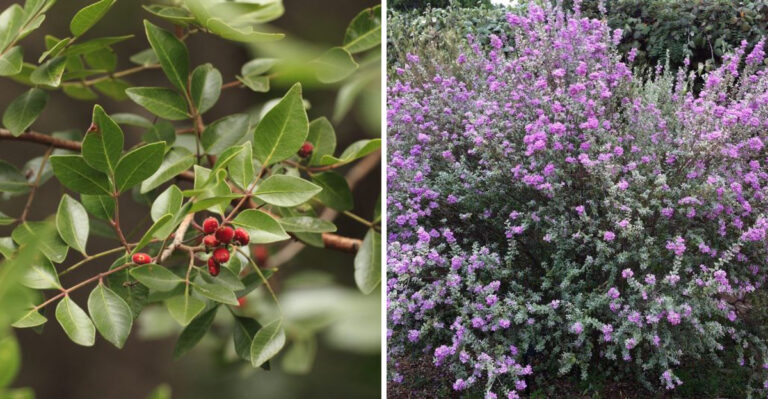 The Drought-Proof Texas Native Shrubs That Replace Boxwood Along Driveways