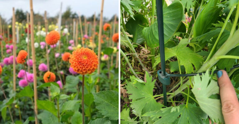 The Pennsylvania Garden Habit That Protects Heavy Blooms From Thunderstorms