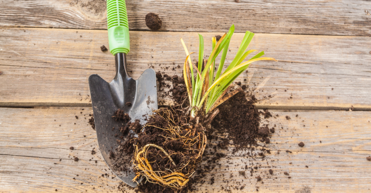 dividing daylily