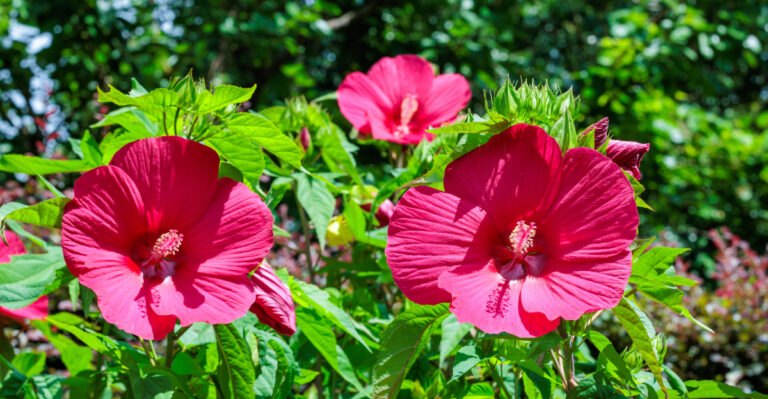 hibiscus