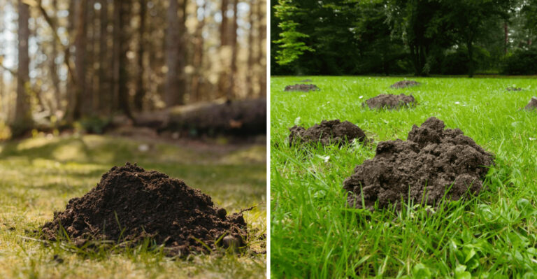 8 Clues That Reveal Whether You Have Moles Or Voles In Your Nebraska Yard