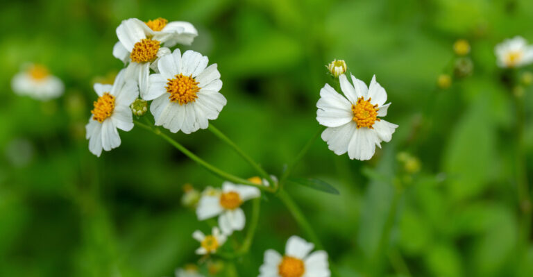 plant (featured image)