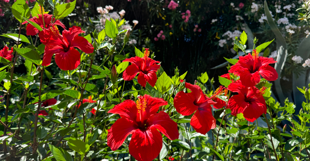 Hibiscus (featured image)