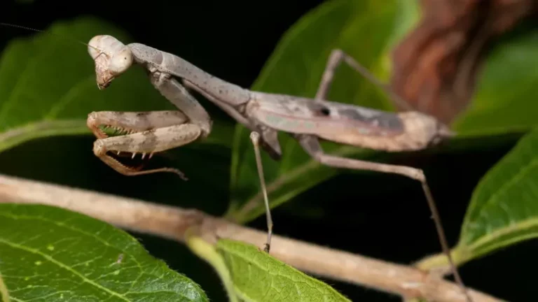 What It Really Means When Praying Mantises Suddenly Show Up All Over Your North Carolina Garden