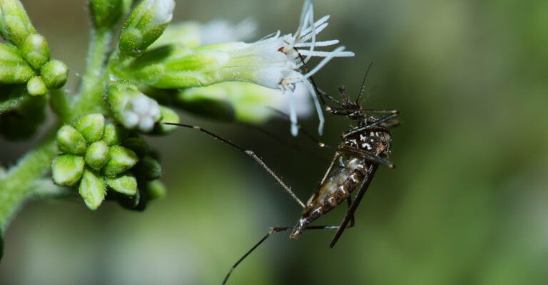 What It Means When Mosquitoes Test Positive For West Nile In Your Pennsylvania County