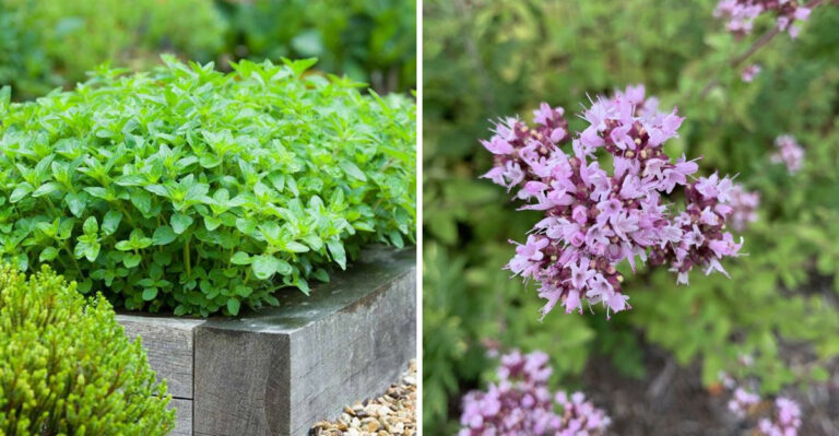 Why You Should Grow More Oregano In Your Ohio Garden Right Now