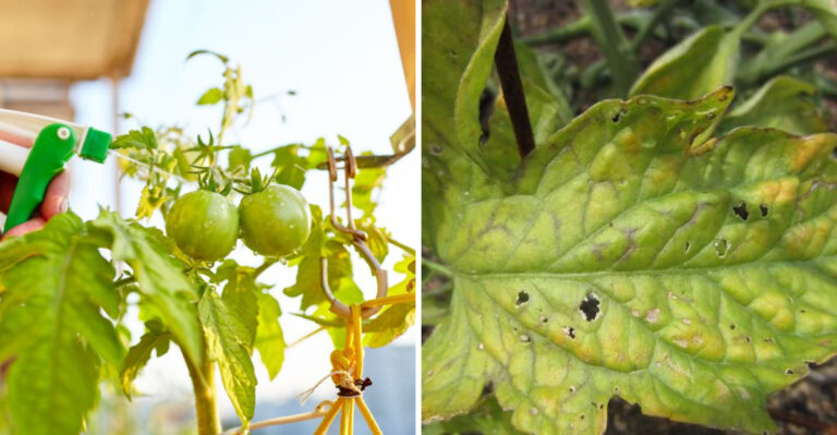 Never Spray Neem Oil On California Tomatoes When It Gets This Hot